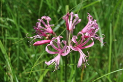 Nerine angustifolia