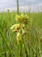 Orthochilus foliosus