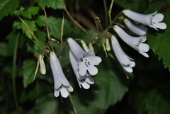 Streptocarpus wilmsii