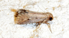 Acrolophus mortipennella