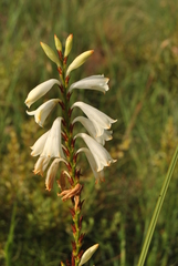 Watsonia watsonioides