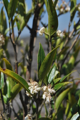 Tricalysia capensis galpinii