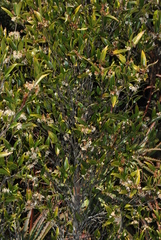 Tricalysia capensis galpinii