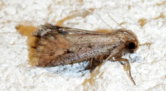Acrolophus mortipennella