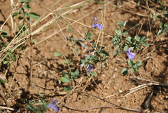 Dyschoriste rogersii