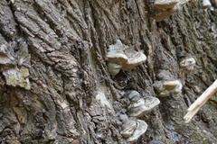 Phellinus igniarius trivialis