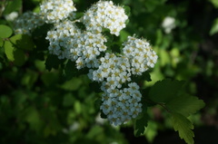 Spiraea ouensanensis
