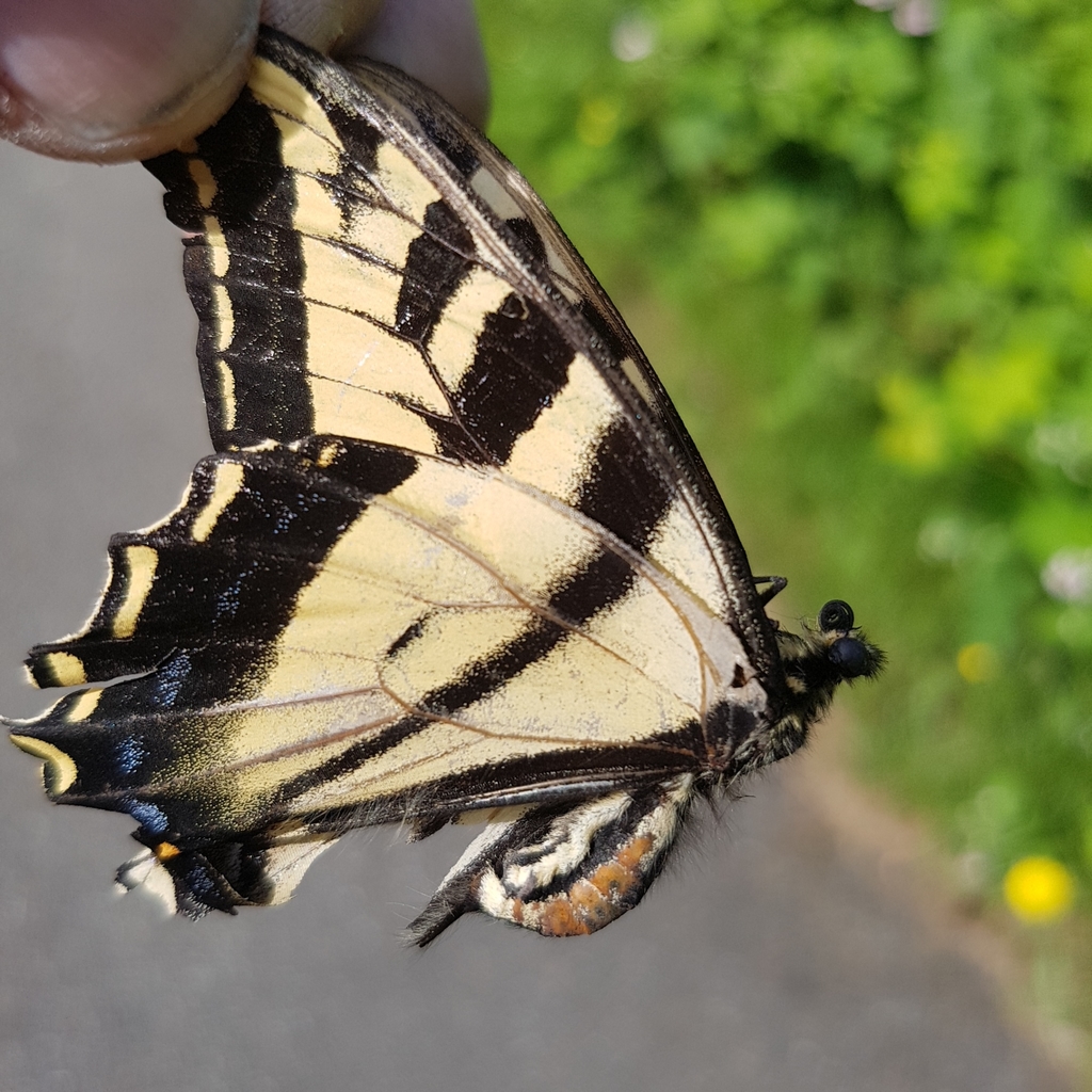 Western tiger swallowtail (Papilio rutulus)
