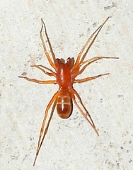 Castianeira trilineata