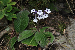 Streptocarpus meyeri