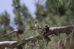 Haemorhous mexicanus