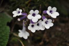 Streptocarpus meyeri