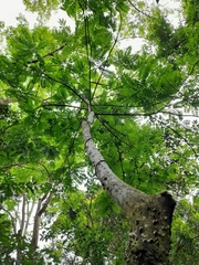 Zanthoxylum setulosum