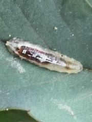 Episyrphus balteatus