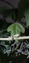 Episomus chinensis