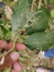 Epilachna mexicana