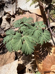 Dicentra canadensis