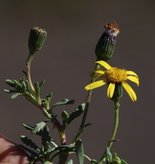 Senecio asperulus