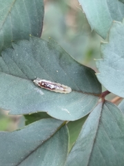 Episyrphus balteatus