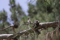 Haemorhous mexicanus