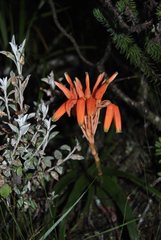 Aloe nubigena