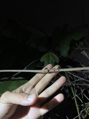 Episomus chinensis