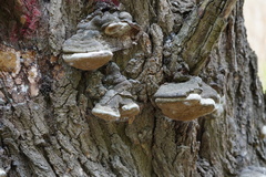 Phellinus igniarius trivialis