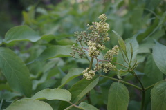 Sambucus williamsii