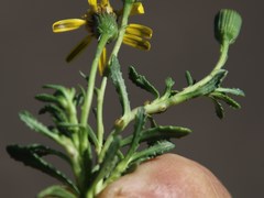 Senecio asperulus