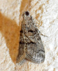 Pococera euphemella