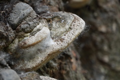 Phellinus igniarius trivialis