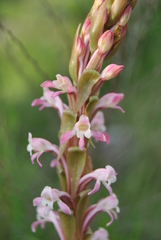 Satyrium longicauda longicauda