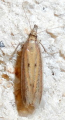 Fissicrambus quadrinotellus