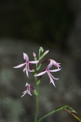 Radinosiphon leptostachya