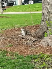 Sciurus carolinensis
