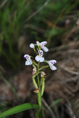 Disa saxicola