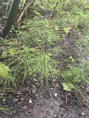 Equisetum arvense