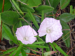 Ipomoea simplex