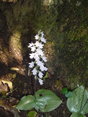 Holothrix orthoceras