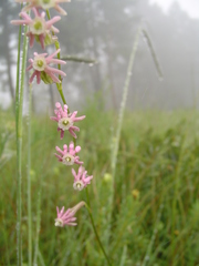 Silene burchellii
