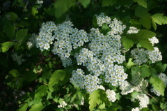 Spiraea ouensanensis