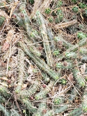 Echinocereus berlandieri