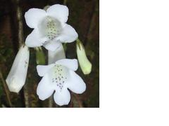 Streptocarpus wilmsii