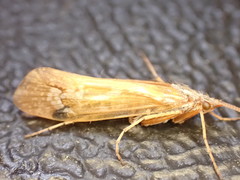 Limnephilus flavicornis