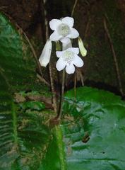 Streptocarpus wilmsii