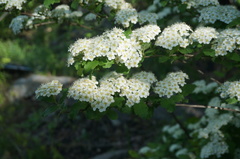 Spiraea ouensanensis
