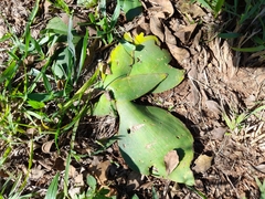 Ledebouria ovatifolia