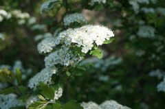 Spiraea ouensanensis