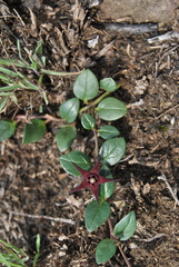 Brachystelma bruceae bruceae