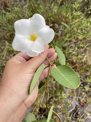 Rhabdadenia biflora